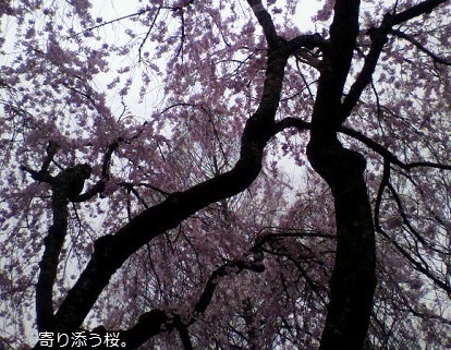 桜.jpg