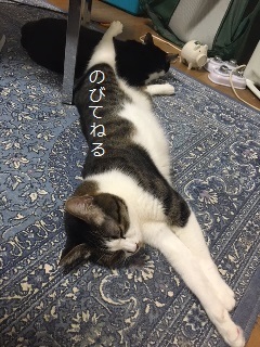 足をのっける猫.jpg